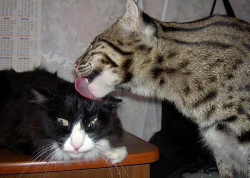 乐鱼电竞在线平台登录入口-“高新体育中心：健力运动大展力量，选手挑战极限”