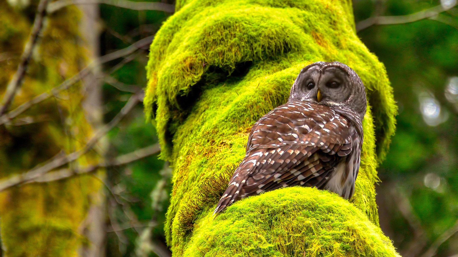 下载乐鱼体育APP-中国男篮传球精准性显著提升，中国男篮传奇球员