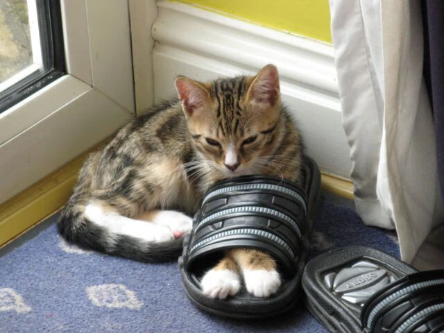 奥运村生活保障服务全面升级,奥运村条件