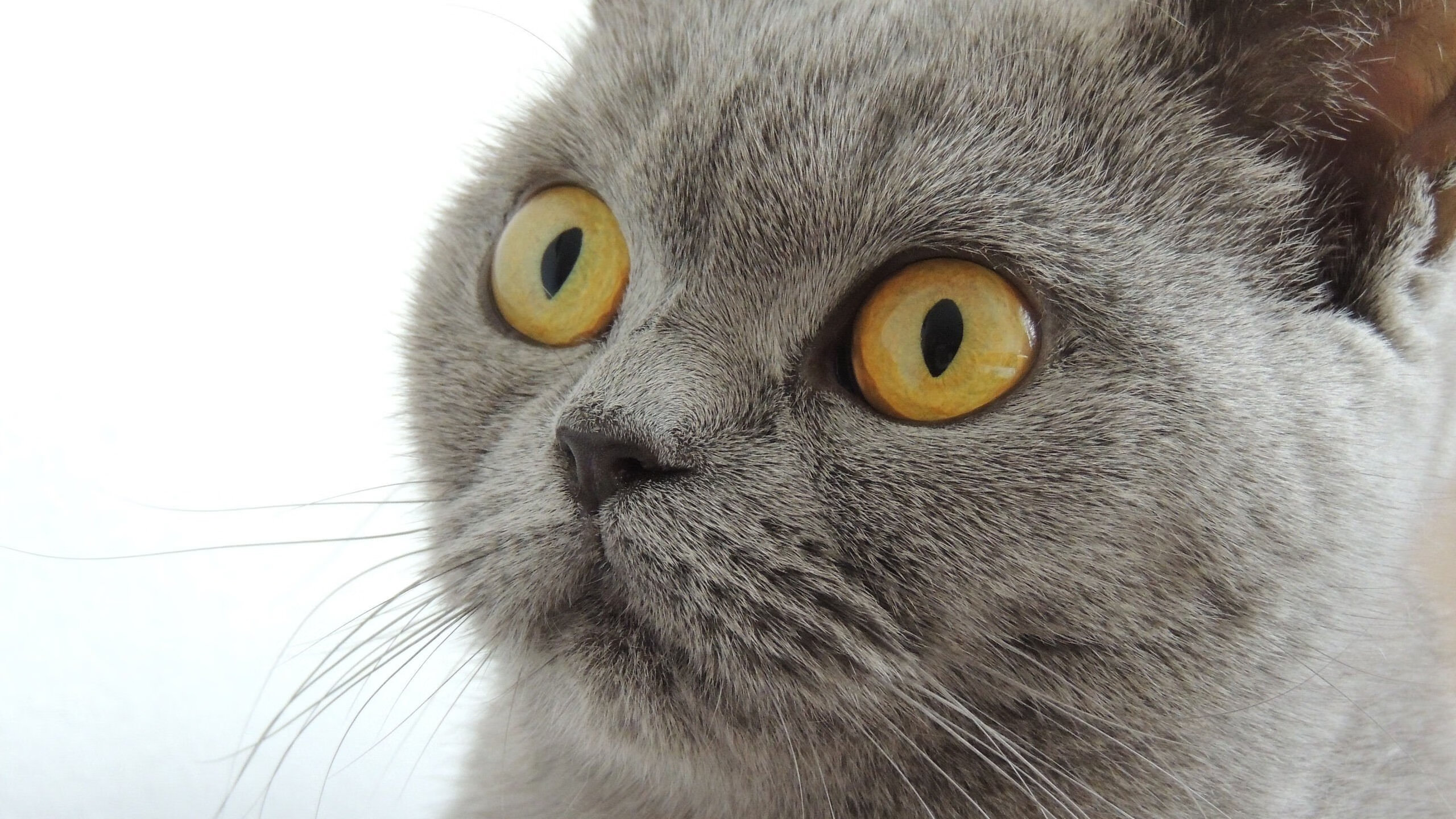 孙颖莎与陈梦激烈对决，赛场竞争白热化，孙颖莎和陈梦人气谁更旺