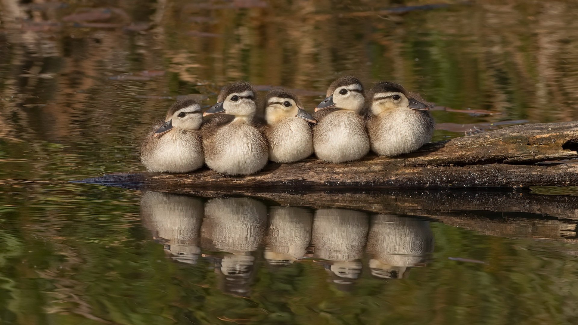 leyu乐鱼-布莱顿中场衔接紧密提高攻防质量，布莱顿主场叫什么