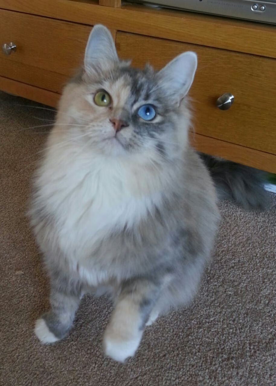 球员伤病防护机制不健全，球员伤病对球员的影响