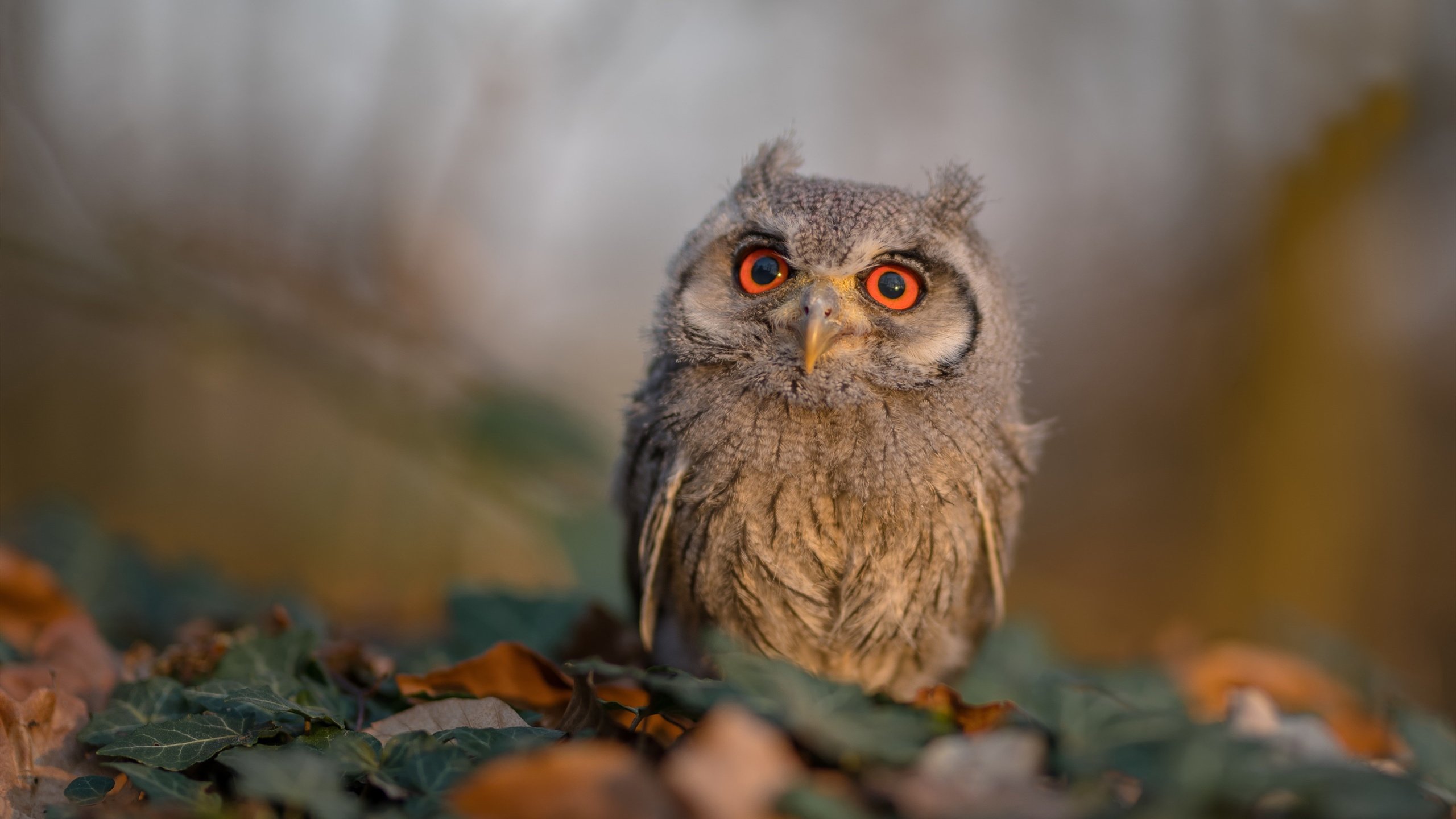 青少年足球战术对抗演练营在广州举行，青少年足球比赛视频