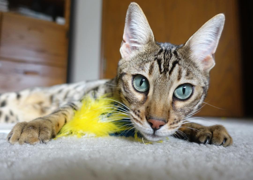 体育科研机构开展跨学科运动研究项目，体育跨学科案例