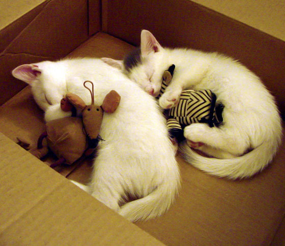 乐鱼vip-塞尔维亚女篮在欧洲锦标赛中展现团队风采，夺得金牌的呼声越来越高