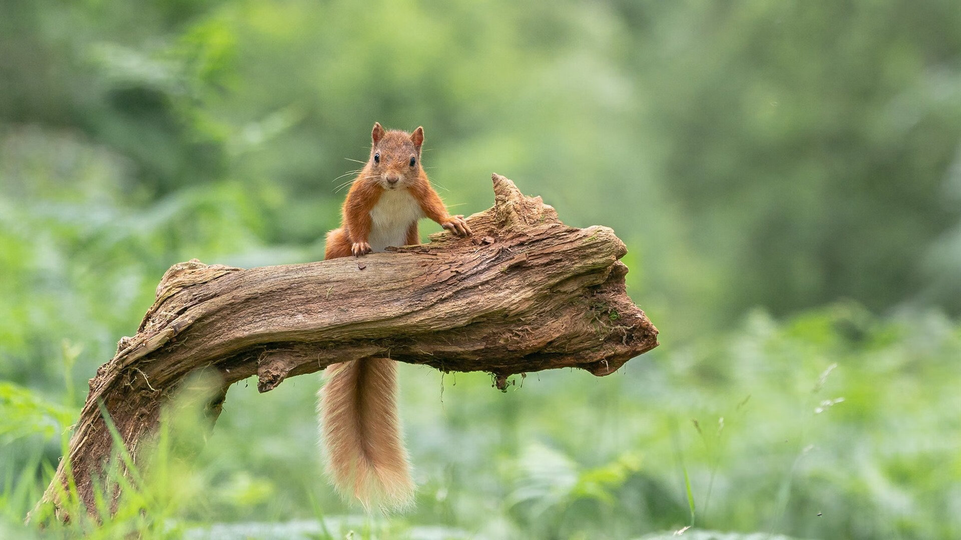 乐鱼体育-巴西青训体系持续升级，足球新星不断涌现