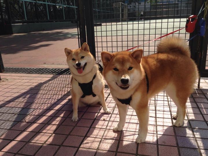 乐鱼电竞在线平台-德甲连胜纪录被终结背后，德甲最长连胜