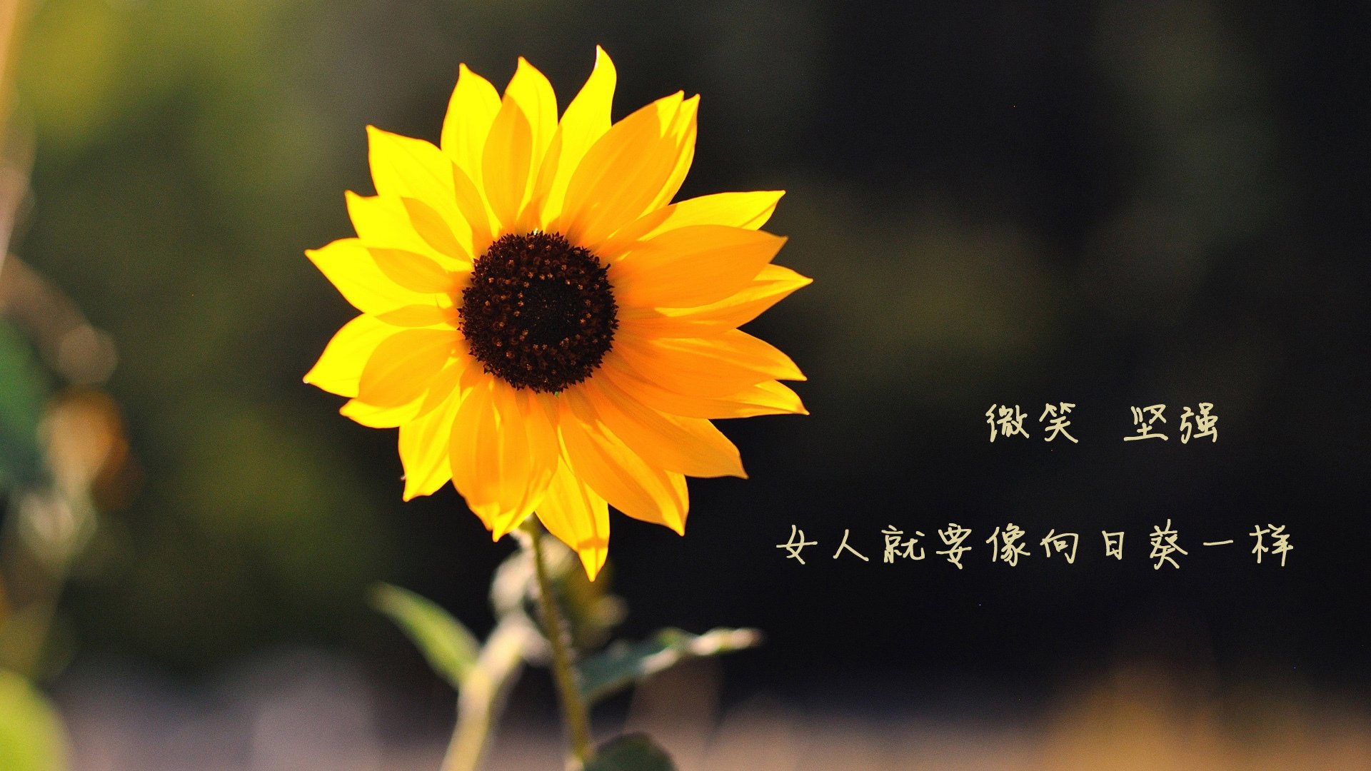 混合泳速度与技巧兼备摩纳哥实力显著，混合泳视频欣赏